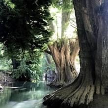 En esta ribera del Río Blanco, hay alrededor de 800 ejemplares de Ahuehuete, un árbol muy longevo que dura mucho tiempo en alcanzar su edad adulta